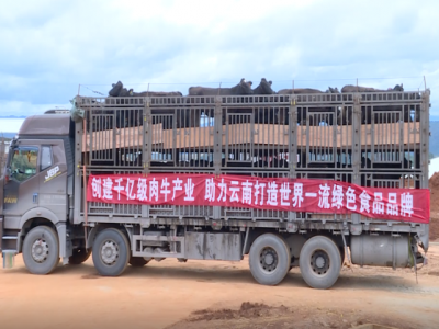 云南蒙自市百亿乡村振兴现代肉牛产业园区建设项目